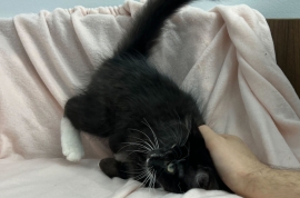 Domestic Short Hair Domestic Short Hair