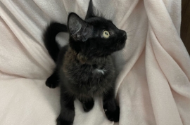 Domestic Medium Hair