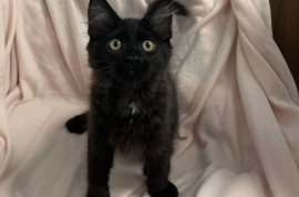 Domestic Medium Hair