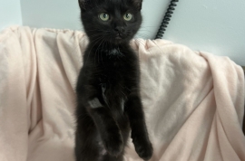 Domestic Short Hair Domestic Short Hair