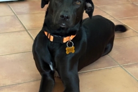 Labrador Retriever Labrador Retriever