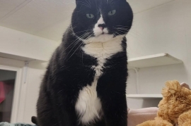 Domestic Short Hair Domestic Short Hair