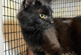 Domestic Medium Hair