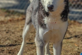 Siberian Husky Siberian Husky