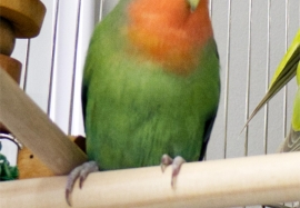 Lovebird
