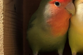 Lovebird