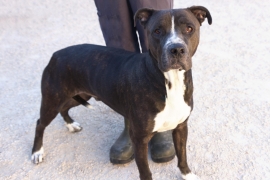 Rottweiler Rottweiler