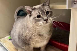 Domestic Short Hair Domestic Short Hair