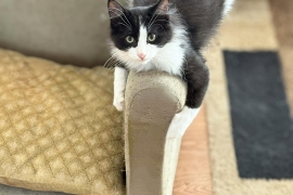 Domestic Long Hair Domestic Long Hair