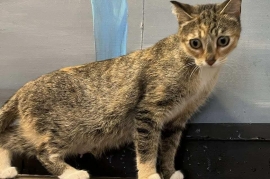 Dilute Tortoiseshell