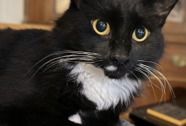 Domestic Medium Hair