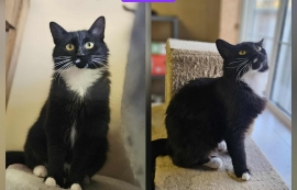 Domestic Medium Hair