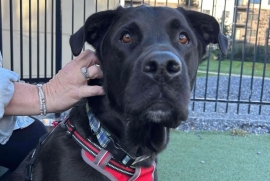 Black Labrador Retriever