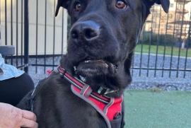 Black Labrador Retriever