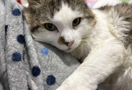 Domestic Medium Hair Domestic Medium Hair