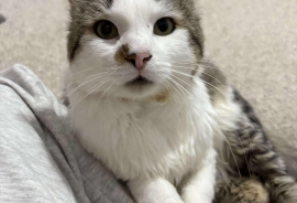 Domestic Medium Hair