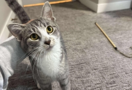 Domestic Short Hair Domestic Short Hair