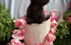 Domestic Short Hair Domestic Short Hair