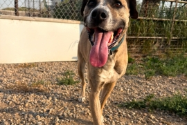 American Staffordshire Terrier