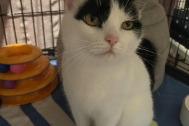 Domestic Short Hair Domestic Short Hair