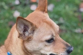 Carolina Dog