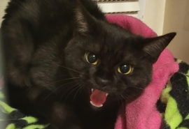 Domestic Short Hair Domestic Short Hair