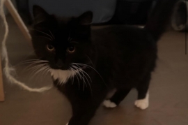 Domestic Short Hair Domestic Short Hair