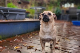 Pug