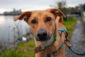 Mixed Breed Mixed Breed