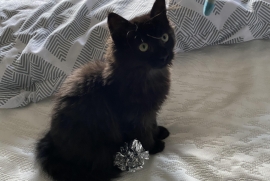 Domestic Medium Hair