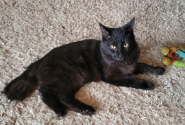 Domestic Medium Hair