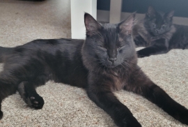 Domestic Medium Hair Domestic Medium Hair