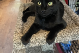 Domestic Short Hair Domestic Short Hair