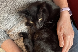 Domestic Short Hair Domestic Short Hair