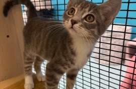 Domestic Short Hair Domestic Short Hair