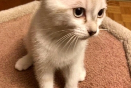 Domestic Short Hair Domestic Short Hair