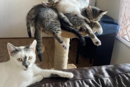 Domestic Short Hair Domestic Short Hair