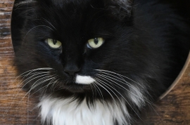 Domestic Medium Hair