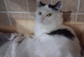 Domestic Medium Hair