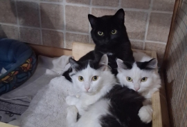 Domestic Medium Hair