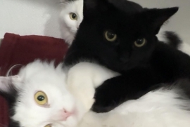 Domestic Medium Hair Domestic Medium Hair