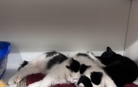 Domestic Medium Hair