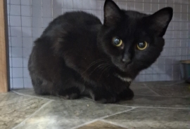 Domestic Short Hair Domestic Short Hair