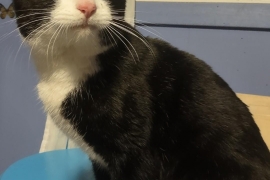 Domestic Short Hair Domestic Short Hair