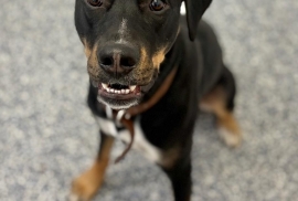 Mixed Breed Mixed Breed