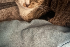 Domestic Short Hair Domestic Short Hair