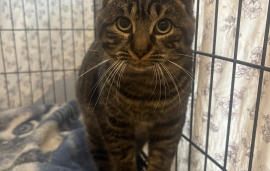 Domestic Short Hair Domestic Short Hair