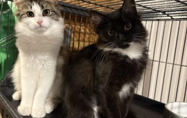 Domestic Long Hair Domestic Long Hair