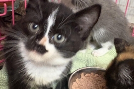 Domestic Short Hair Domestic Short Hair