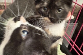 Domestic Short Hair Domestic Short Hair